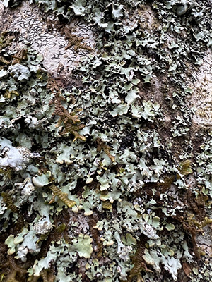 Ragbag lichen